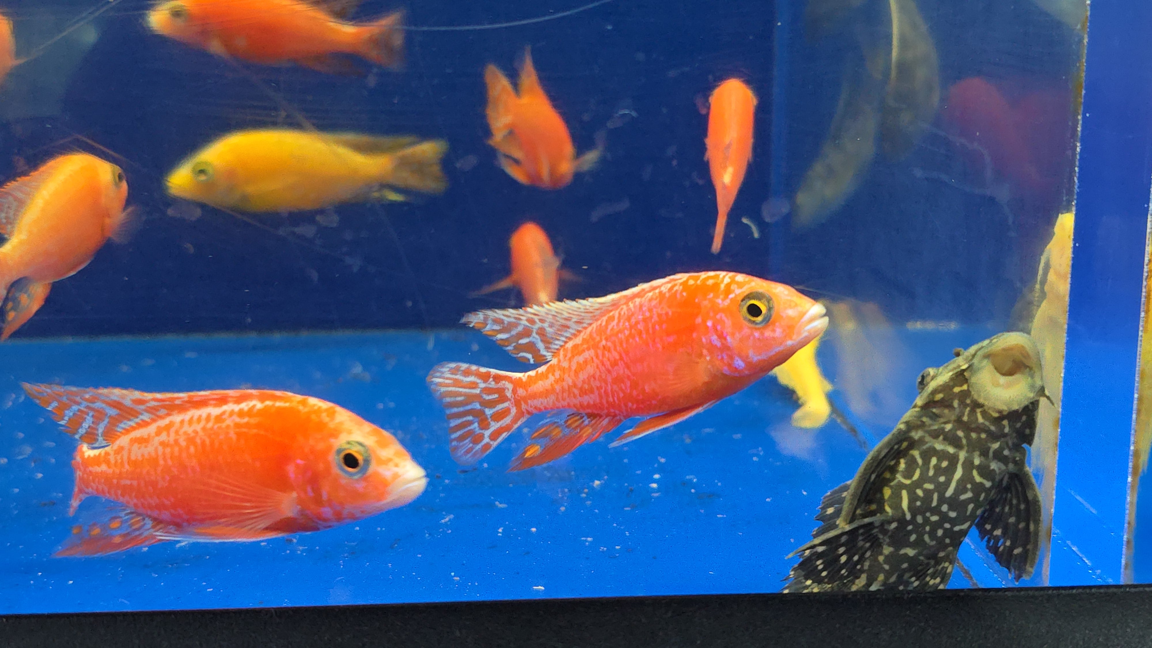 Aulonocara pink 14-15㎝　オス　アフリカンシクリッド 熱帯魚 Albino Pink Peacock Cichlid (Aulonocara Sp. Albino) | CoastGemUSA