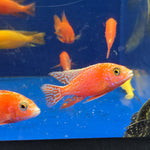 Live Freshwater Aquarium Pink Peacock African Cichlid  (Aulonocara Sp.)(CHD-133)