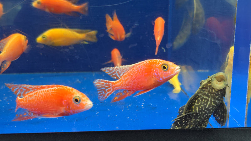 Live Freshwater Aquarium Pink Peacock African Cichlid  (Aulonocara Sp.)(CHD-133)