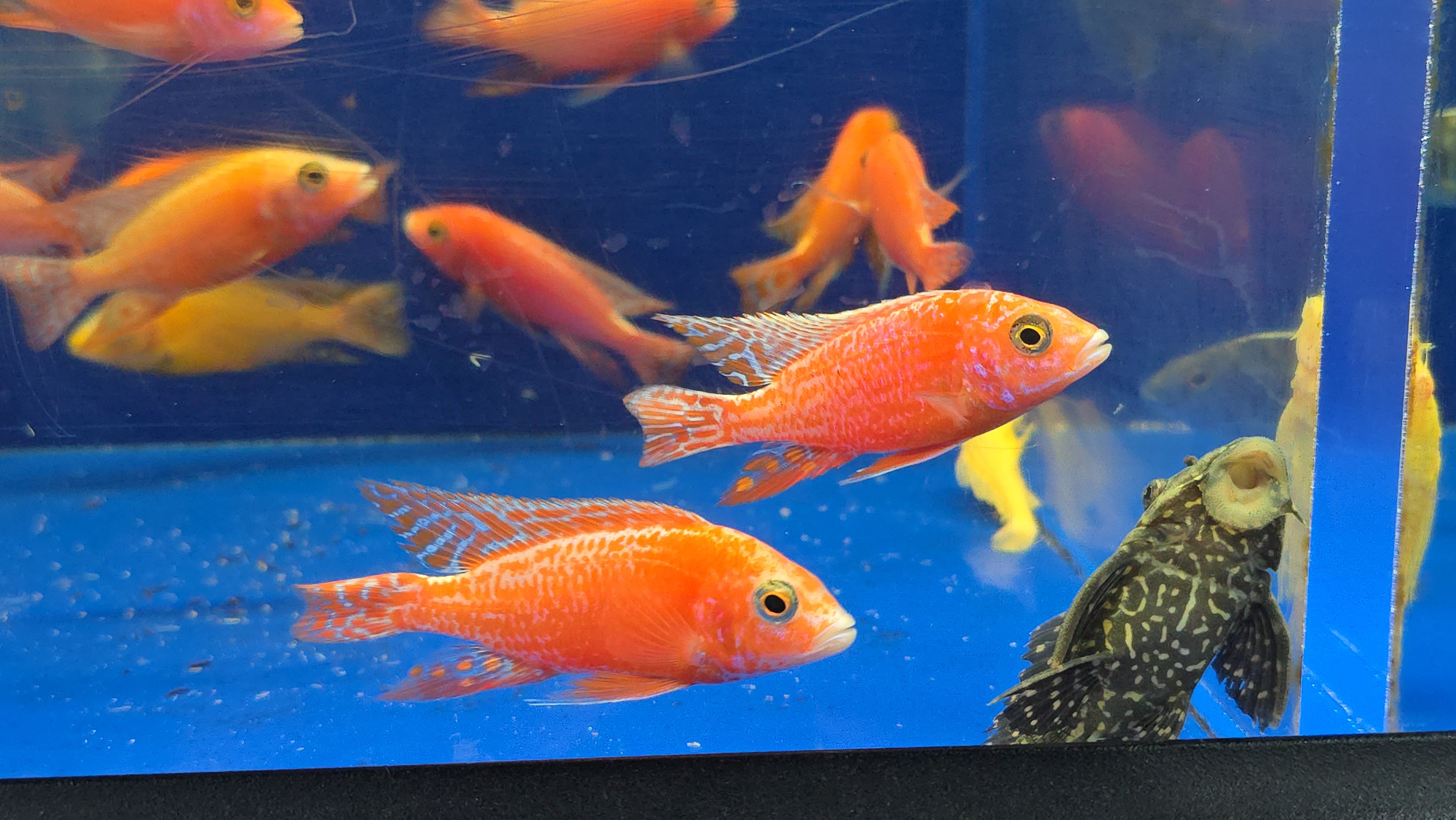 Aulonocara pink 14-15㎝　オス　アフリカンシクリッド 熱帯魚 Albino Pink Peacock Cichlid (Aulonocara Sp. Albino) | CoastGemUSA
