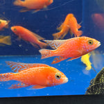 Live Freshwater Aquarium Pink Peacock African Cichlid  (Aulonocara Sp.)(CHD-133)