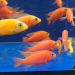 Live Freshwater Aquarium Pink Peacock African Cichlid  (Aulonocara Sp.)(CHD-133)