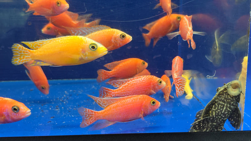 Live Freshwater Aquarium Pink Peacock African Cichlid  (Aulonocara Sp.)(CHD-133)