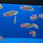 Live Freshwater Aquarium African Cichlid Red Empress (Protomelas Taeniolatus)(CHD-105)U028