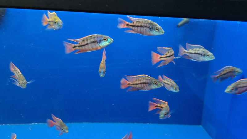 Live Freshwater Aquarium African Cichlid Red Empress (Protomelas Taeniolatus)(CHD-105)U028
