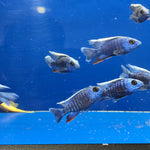 Live Freshwater Cichlid Blue Peacock  (Aulonocara nyassae) (CHD-114)U009