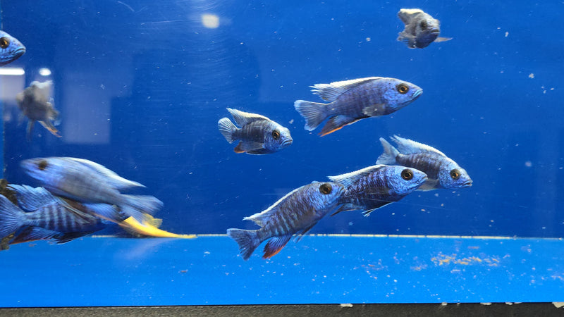 Live Freshwater Cichlid Blue Peacock  (Aulonocara nyassae) (CHD-114)U009