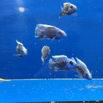 Live Freshwater Cichlid Blue Peacock  (Aulonocara nyassae) (CHD-114)U009