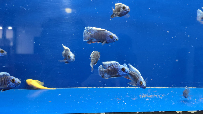 Live Freshwater Cichlid Blue Peacock  (Aulonocara nyassae) (CHD-114)U009