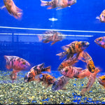 Live Freshwater Aquarium Super Red OB Peacock African Cichlid (Aulonocara sp.) (CHD-112)U001