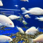 LIVE AFRICAN CICHLID ALBINO/DOLPHIN (Cyrtocara Moori) (CHD-167) U002