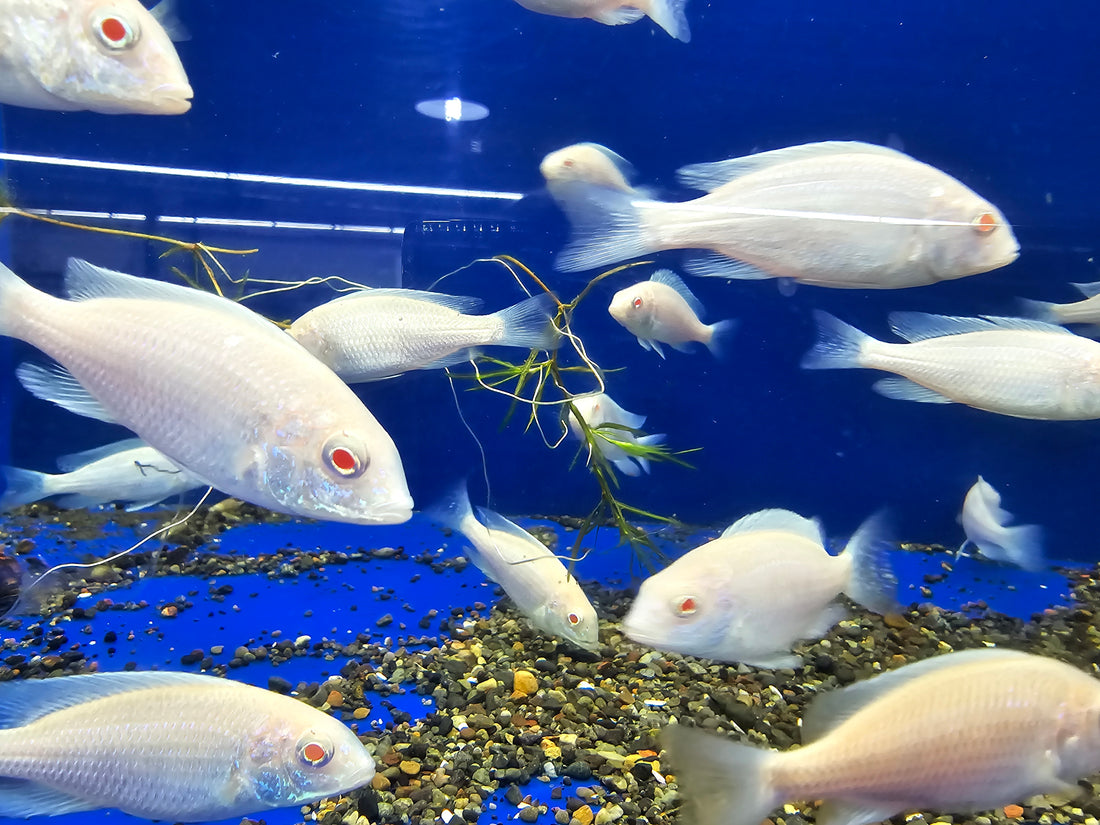 LIVE AFRICAN CICHLID ALBINO/DOLPHIN (Cyrtocara Moori) (CHD-167) U002