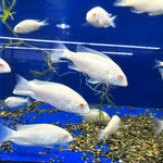 LIVE AFRICAN CICHLID ALBINO/DOLPHIN (Cyrtocara Moori) (CHD-167) U002