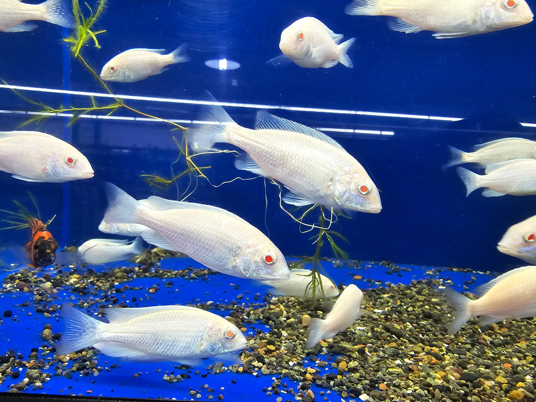 LIVE AFRICAN CICHLID ALBINO/DOLPHIN (Cyrtocara Moori) (CHD-167) U002