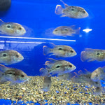 Live Freshwater Aquarium Green Terror American Cichlid (Aequidens Rivulatus)(CHD-107)U005
