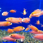 Live Fish African Cichlid Strawberry Peacock (Aulonocara sp. Fire Fish) (CHD-132)U011