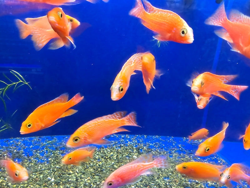 Live African Cichlid Red Dragon Blood Peacock Cichlid (CHD-165) U017