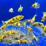 LIVE FRESHWATER AQUARIUM Yellow OB Peacock African cichlid Cichlid (Aulonocara sp.)(CHD-111) U021