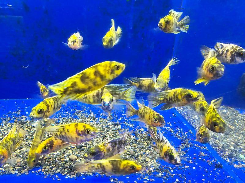 LIVE FRESHWATER AQUARIUM Yellow OB Peacock African cichlid Cichlid (Aulonocara sp.)(CHD-111) U021