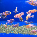 Live Freshwater Aquarium Cichlid OB Peacock African Cichlid (Aulonocara sp.)(CHD-109)U023