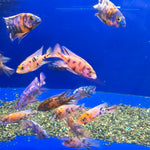 Live Freshwater Aquarium Cichlid OB Peacock African Cichlid (Aulonocara sp.)(CHD-109)U023