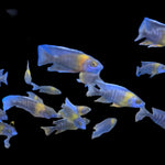 Live African Cichlid Yellow Shoulder/Bi Color Peacock (Aulonocara Maulana) (CHD-128) U024