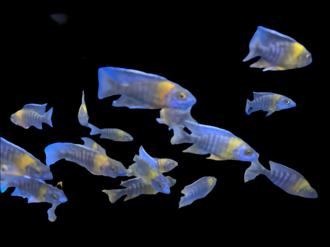 Live African Cichlid Yellow Shoulder/Bi Color Peacock (Aulonocara Maulana) (CHD-128) U024