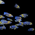 Live African Cichlid Yellow Shoulder/Bi Color Peacock (Aulonocara Maulana) (CHD-128) U024