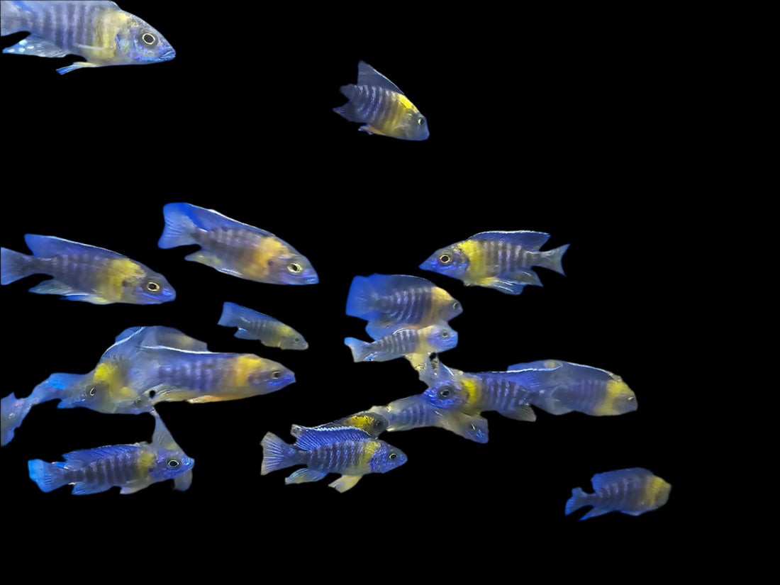Live African Cichlid Yellow Shoulder/Bi Color Peacock (Aulonocara Maulana) (CHD-128) U024
