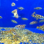 Live Fish African Cichlid Milimo Hap VC-10 (PLACIDOCHROMIS MILOMO) (CHD-138) U042