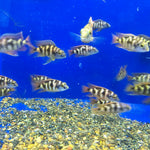 Live Fish African Cichlid Milimo Hap VC-10 (PLACIDOCHROMIS MILOMO) (CHD-138) U042