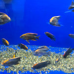 Live African Cichlid Sulfur Head/Apache Peacock (Aulonocara maylandi)(CHD-129)U027