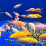 Live Fish African Cichlid Albino Pink Peacock (Aulonocara sp.) (CHD-134)U008