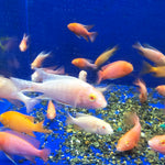 Live Fish African Cichlid Albino Pink Peacock (Aulonocara sp.) (CHD-134)U008