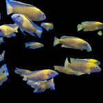 Live African Cichlid Usisya Peacock (AULONACARA STEVENI USISYA)(CHD-151) U014