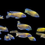 Live African Cichlid Usisya Peacock (AULONACARA STEVENI USISYA)(CHD-151) U014