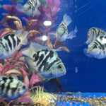 Round Body Blue Tiger Parrot Cichlid 2.00 inch