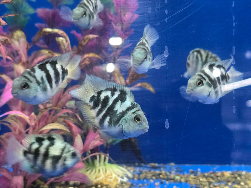 blue polar parrot fish breeding Round Body Blue Tiger Parrot Cichlid 2.00 inch — Coast Gem USA