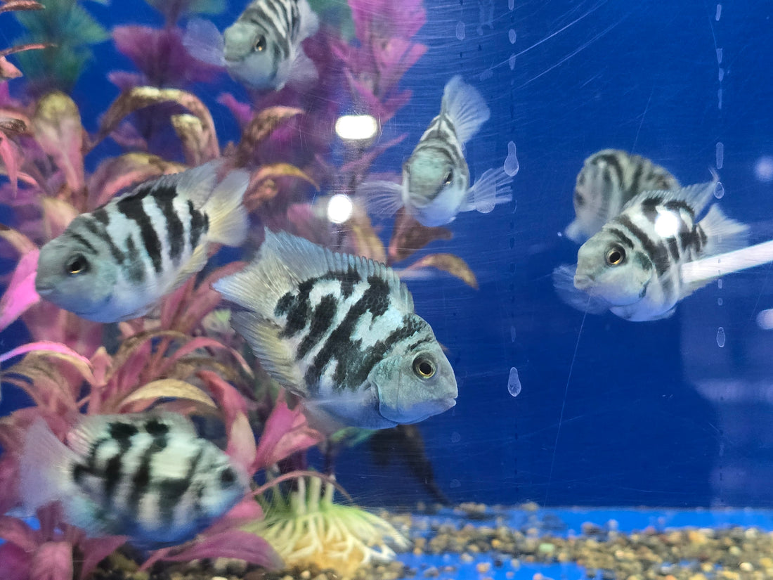 Round Body Blue Tiger Parrot Cichlid 2.00 inch