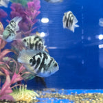 Round Body Blue Tiger Parrot Cichlid 2.00 inch