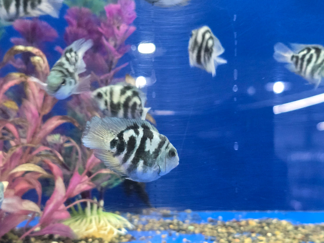 Round Body Blue Tiger Parrot Cichlid 2.00 inch