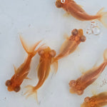 Live Fancy Goldfish Albino Red Eye Telescope Moor Small 1.50 inch (CGF-)