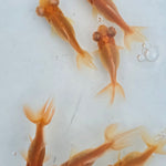 Live Fancy Goldfish Albino Red Eye Telescope Moor Small 1.50 inch (CGF-)