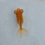 Live Fancy Goldfish Albino Red Eye Telescope Moor Small 1.50 inch (CGF-)