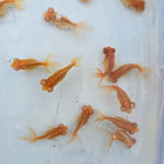 Live Fancy Goldfish Albino Red Eye Telescope Moor Small 1.50 inch (CGF-)