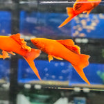 Live Tropical Fish Albino Red Vienna High Fin Cauliflower Swordtail (Xiphophorus hellerii)