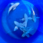Short Body Platinum Butterfly Koi A GRADE