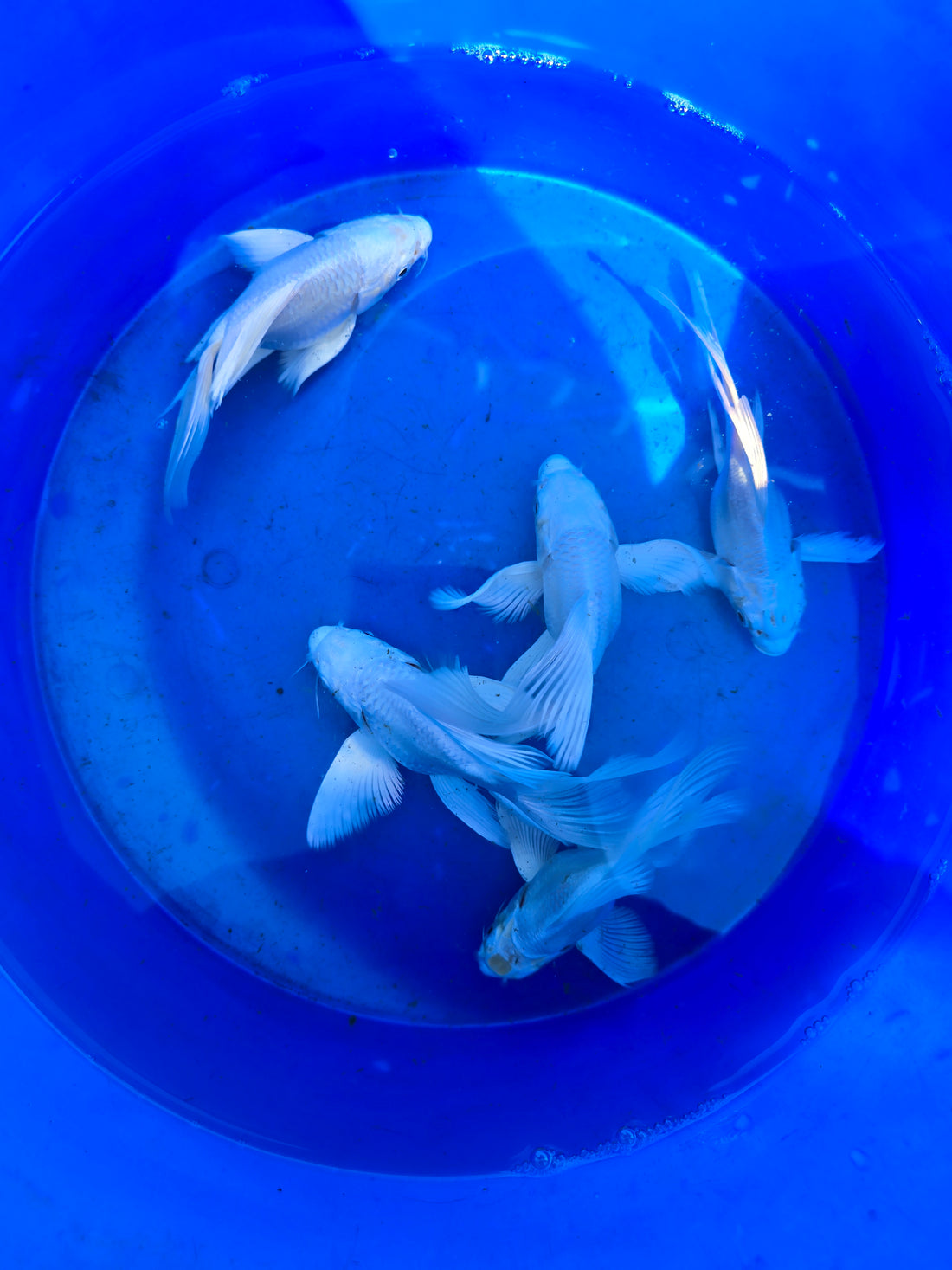 Short Body Platinum Butterfly Koi A GRADE