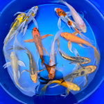 Assorted Butterfly Koi 5.00 inch