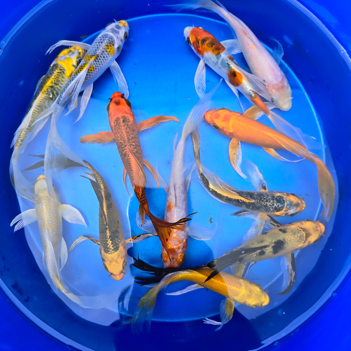 Assorted Butterfly Koi 5.00 inch